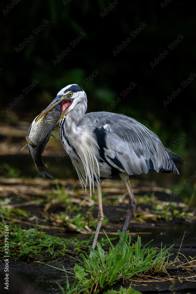 Naklejka premium grey heron killing and holding a big fish