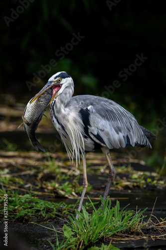 grey heron killing and holding a big fish photo