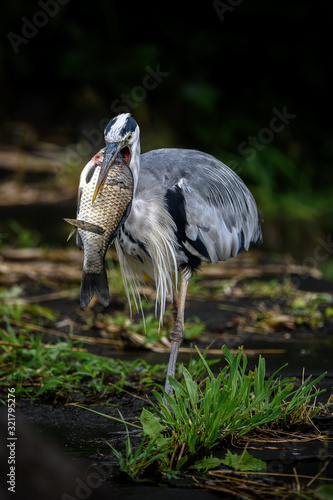 grey heron killing and holding a big fish photo