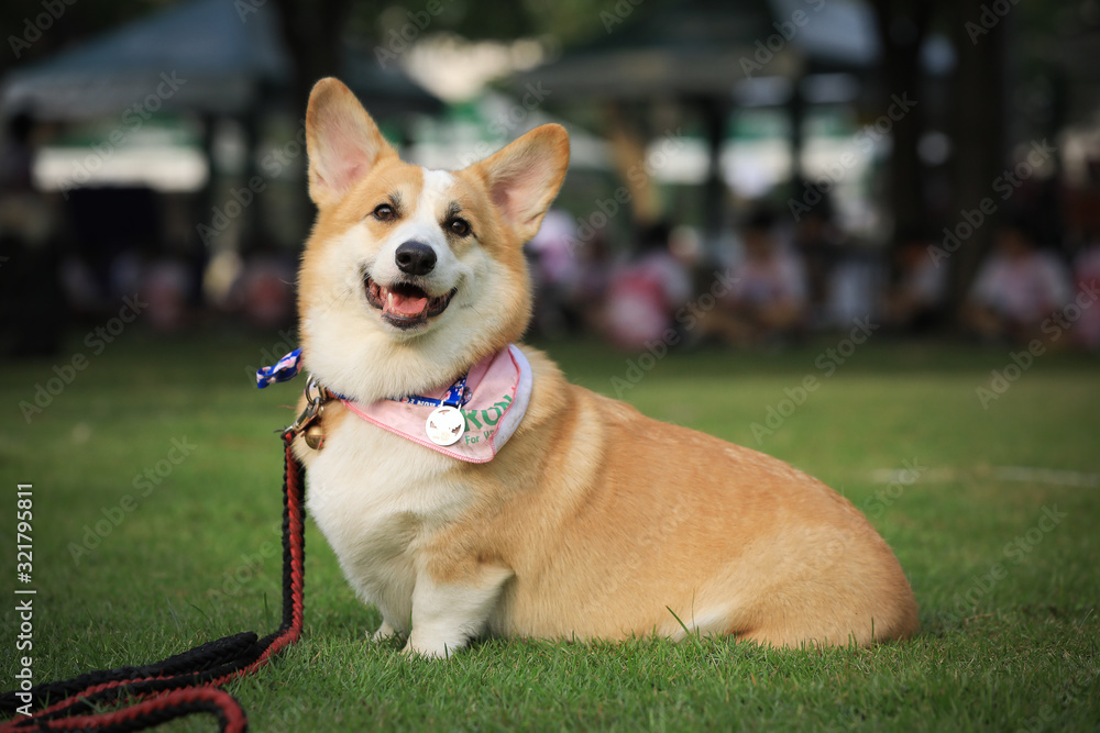 Pembroke Welsh Corgi dog portrait with tongue out lying on the green grass in the park after the running contest.
