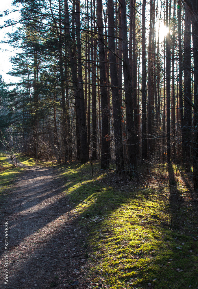 Obraz premium Road in the forest