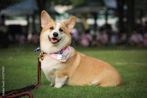 Pembroke Welsh Corgi dog portrait with tongue out lying on the green grass in the park after the running contest. © kamonrat