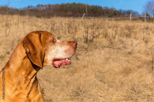 Head of a hunting dog. Hungarian hound (Vizsla) on meadow. Hound. Faithful friend of man.
