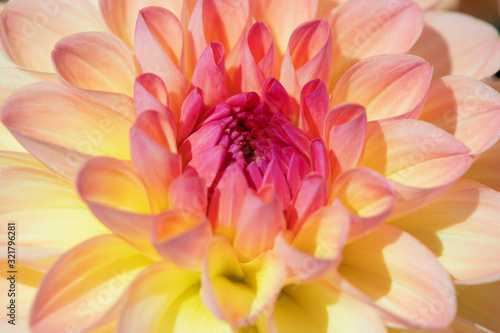 Dahlia flower