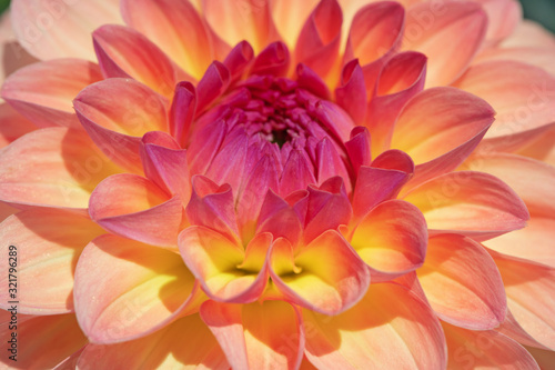 Dahlia flower