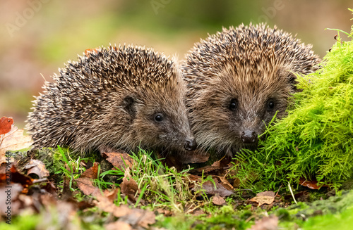 Hedgehogs (Scientific name: Erinaceus Europaeus) two wild, native, European hedgehogs facing forward in natural woodland habitat. Horizontal. Space for copy.