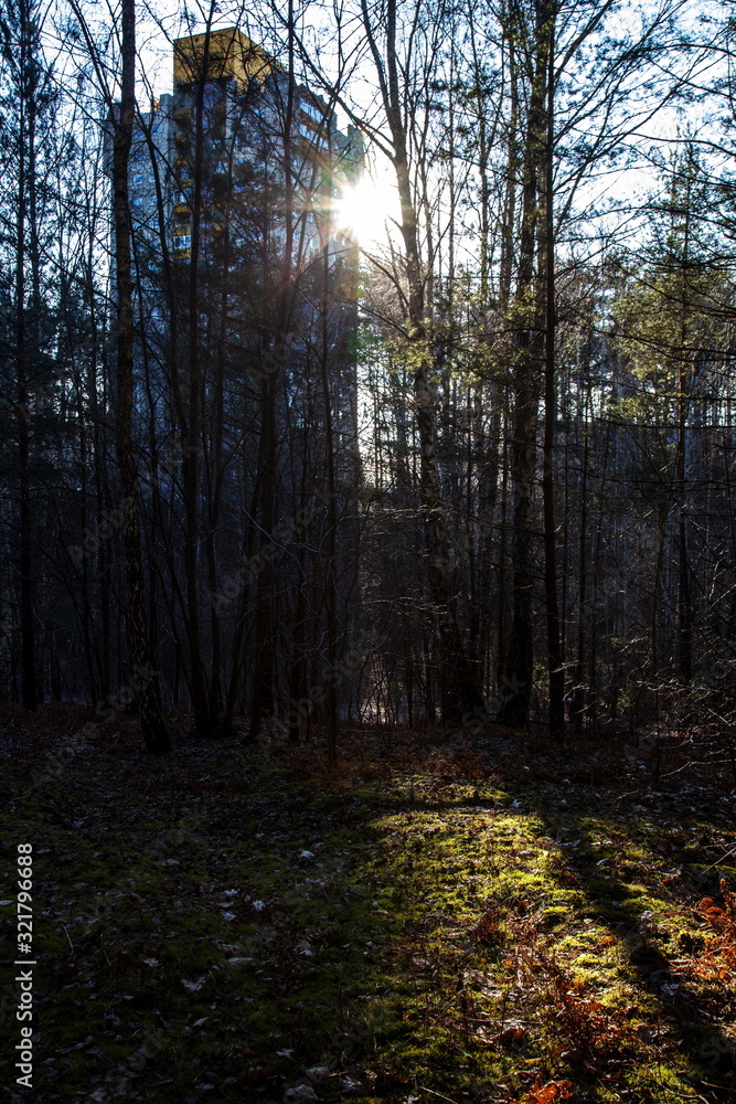 Fototapeta premium Sunbeam