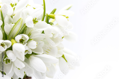 bouquet of snow drops on white background first of march celebration