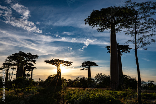 Sunset in Madagascar  big baobas tree 
