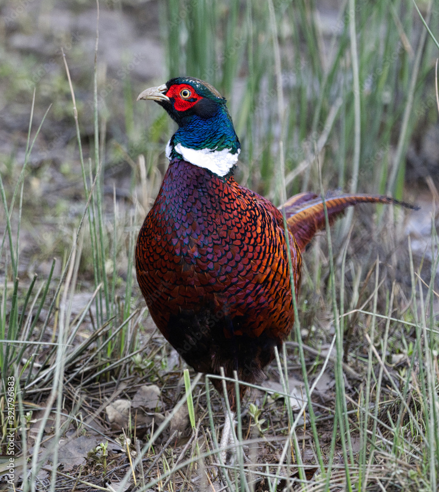 Fototapeta premium male pheasant standing in grass
