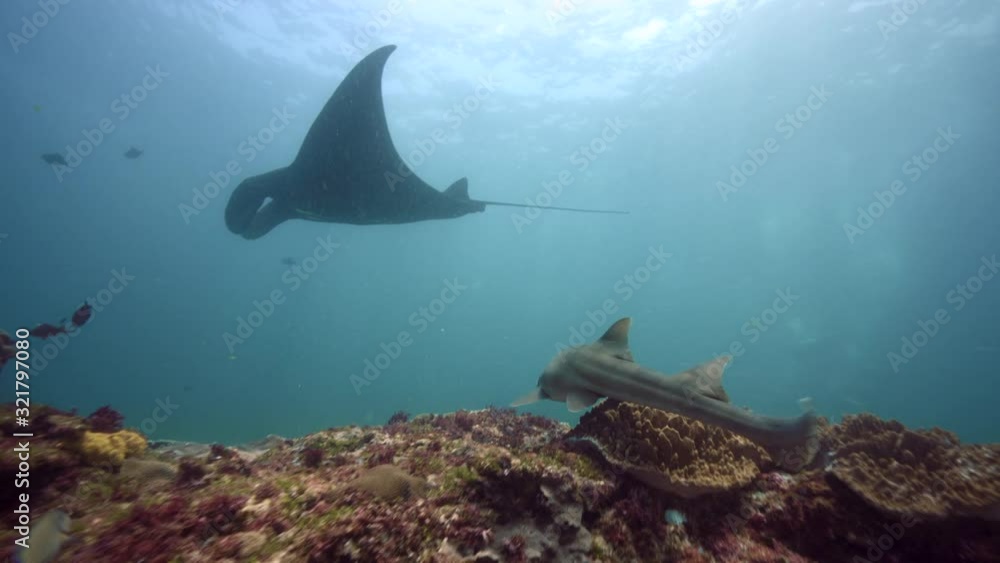 bamboo shark and giant manta ray swim over coral reef bamboo shark and giant manta ray swim over coral reef