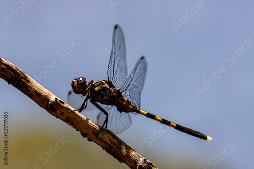 dragonfly insect in Madagascar 