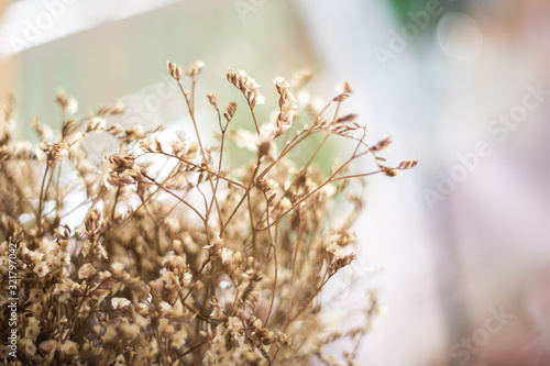 Dry flowers on a background