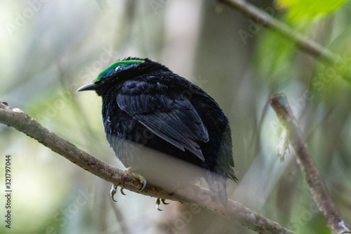 Wild bird in Madagascar 