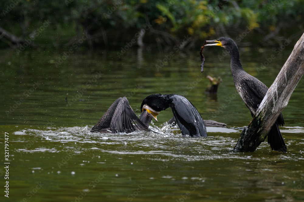 Fototapeta premium Great cormorant fighting. One is swallowing the head of the other