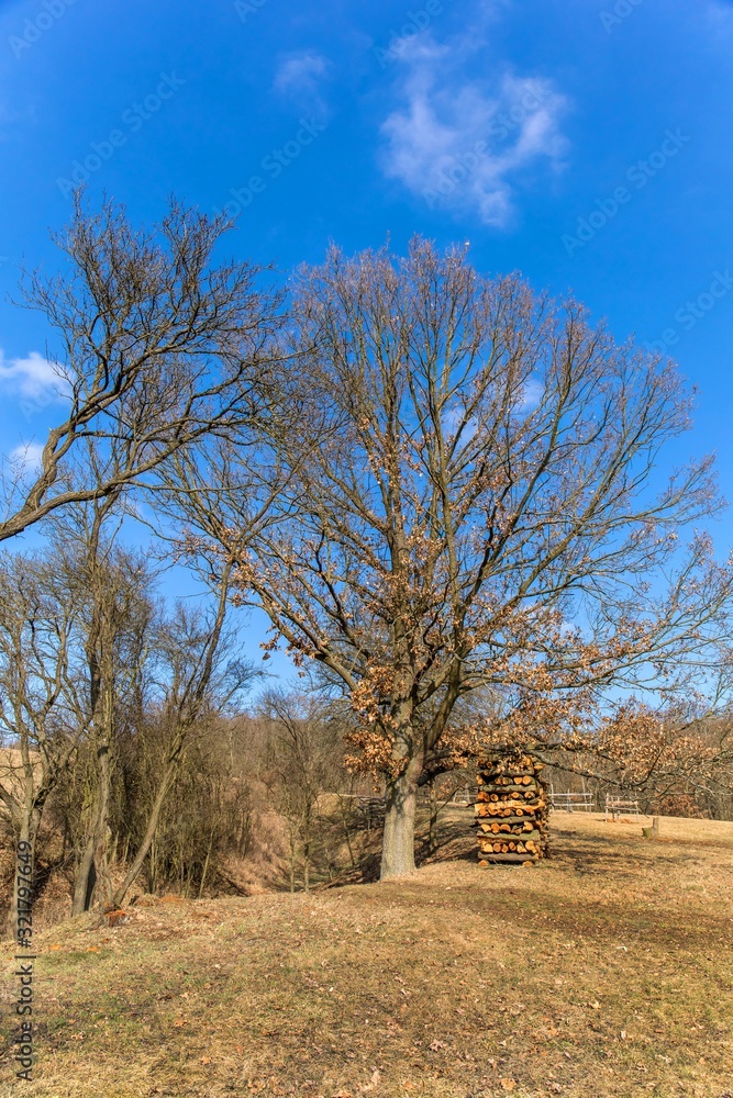 Oak without leaves. Winter time without snow. Mighty oak on the meadow. Firewood under the tree. Sunny day. Oak without leaves. Winter time without snow. Mighty oak on the meadow. Firewood under the tree. Sunny day.