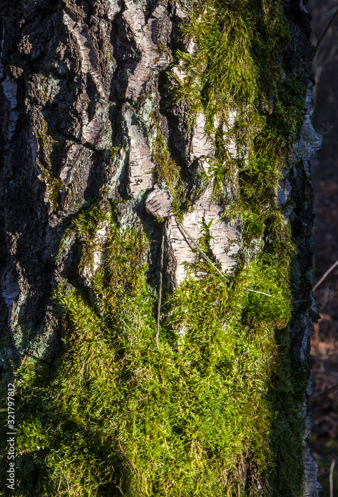 Moss on the tree Moss on the tree