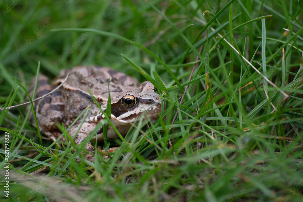 Frog in the green grass in the wild nature Frog in the green grass in the wild nature