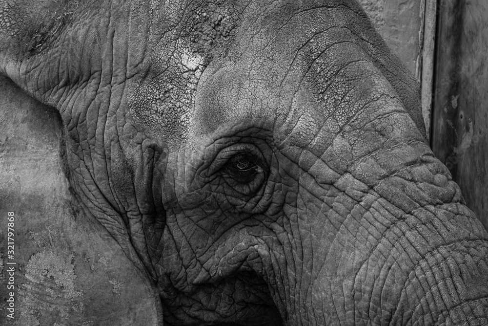 Detail of elephant Detail of elephant