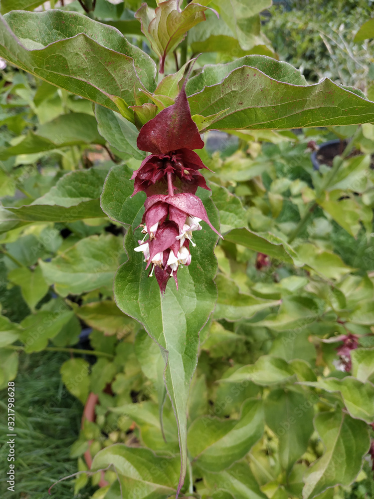 Wunderschöne, pink und weißfarbene Blüte der Karamellbeere Wunderschöne, pink und weißfarbene Blüte der Karamellbeere