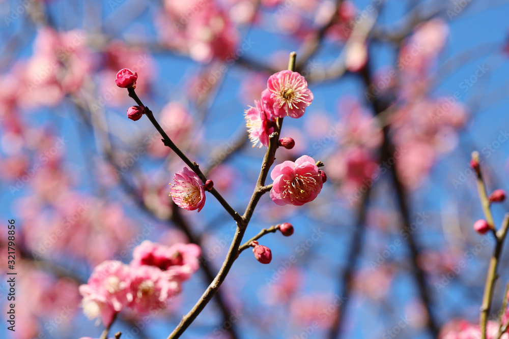 日本の春 八重梅の花 紅梅 Stock Photo Adobe Stock