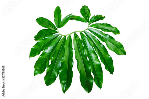  jungle plant isolated include clipping path on white background