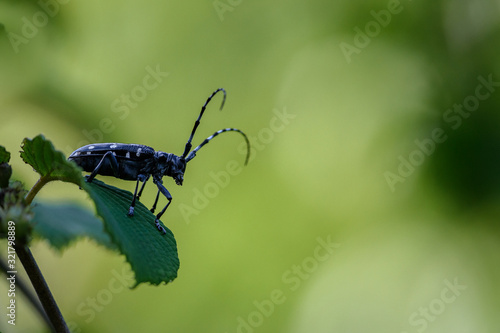 Japanese Longhorn beetle