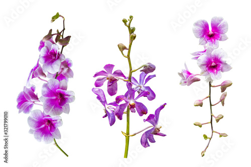 orchid flower isolated include clipping path on white background