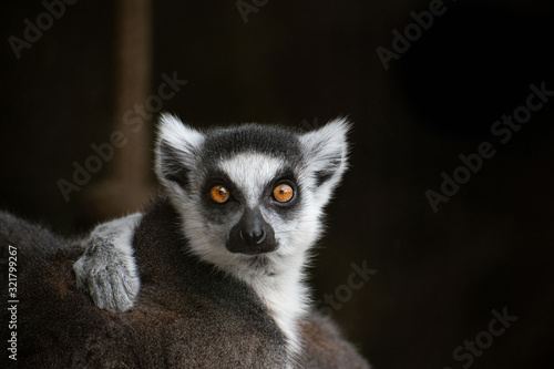 ring tailed lemur © Jarka