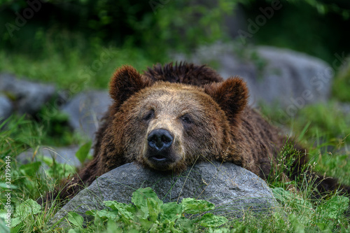 sleepy japanese brown bear higuma portrait