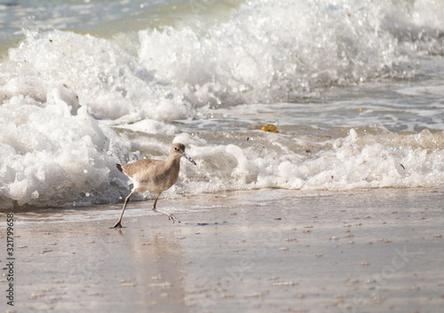 Sandpiper Running for Its Life