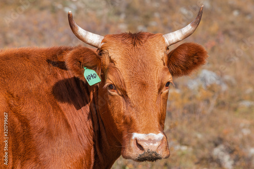 Close-up of breeding a brown cow with horns. Dairy farming.
