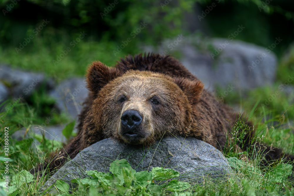 Fototapeta premium sleepy japanese brown bear higuma portrait