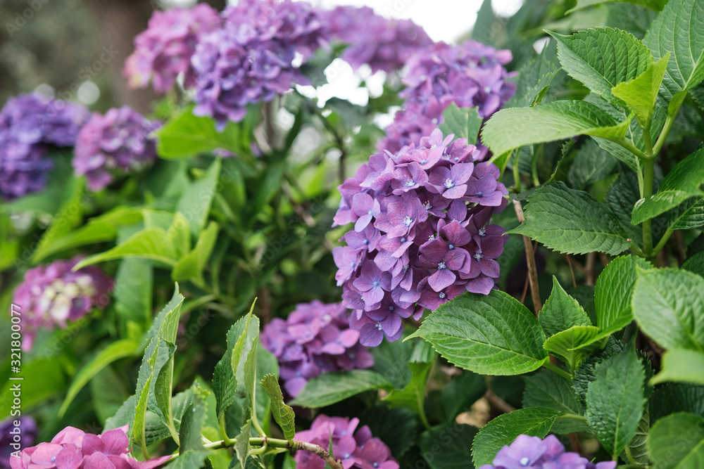 Close up of green leaves and blooming hydrangea. Close up of green leaves and blooming hydrangea.