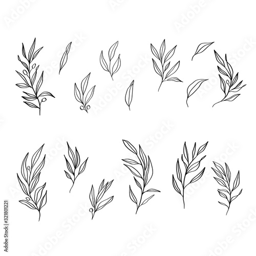 Sketch hand drawn  leaves vector.