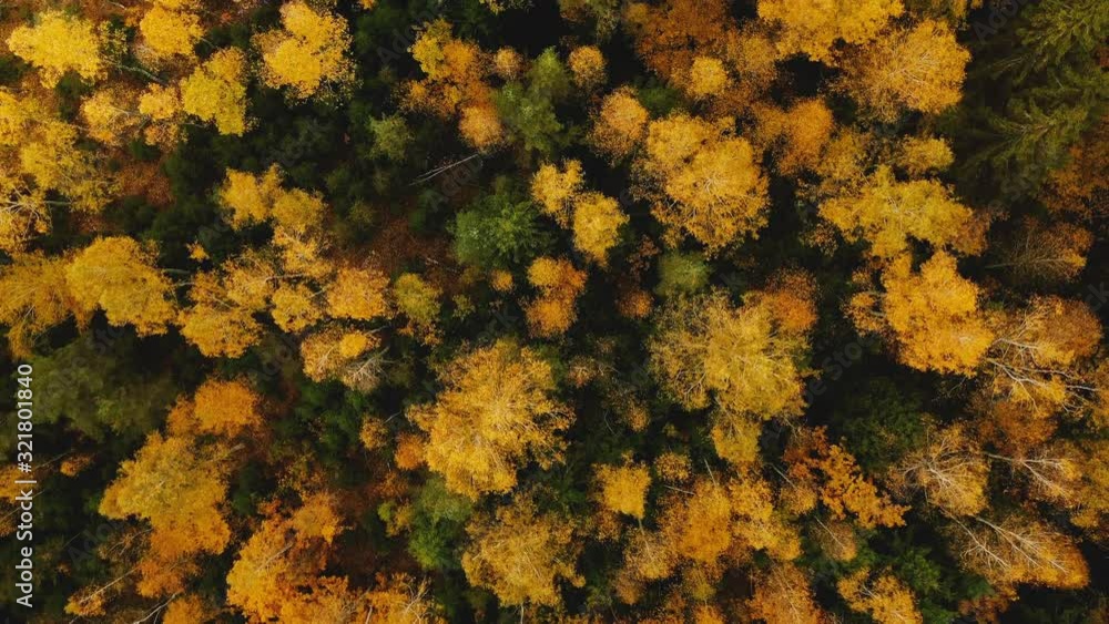 Top view drone slowly flying over beautiful lush green and yellow trees, warm atmospheric autumn forest landscape. Top view drone slowly flying over beautiful lush green and yellow trees, warm atmospheric autumn forest landscape.