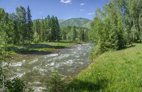 The mountain river flows among the green forest, summer landscape