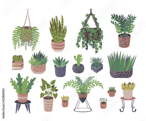 Home plants vector illustration isolated set. Various indoor plants growing in flower pots and planters collection. Sansevieria, ficus, philodendron, ivy and cactus succulent.