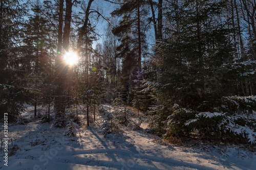 A clear frosty winter day, a snowy road in a dense forest, the sun shines through the branches of trees © Volnnata