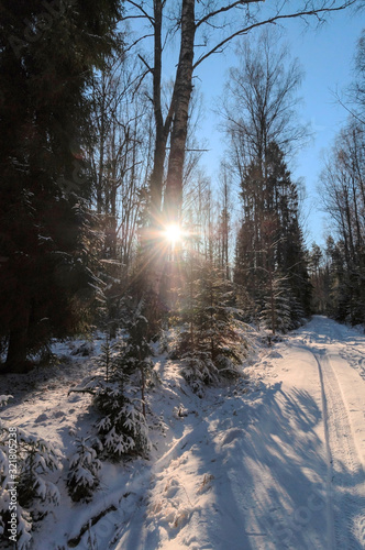 A clear frosty winter day, a snowy road in a dense forest, the sun shines through the branches of trees © Volnnata