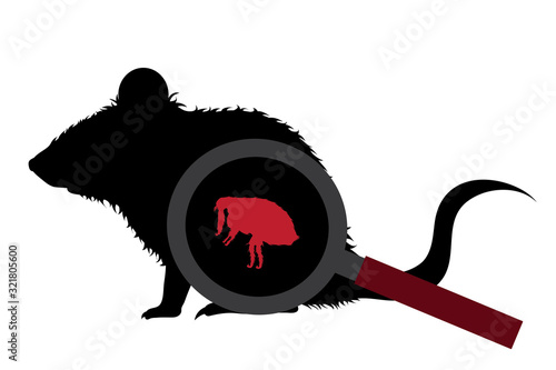 Vector silhouette of flea under magnifying glass sitting on rat on white background. Symbol of insect who annoying animal.