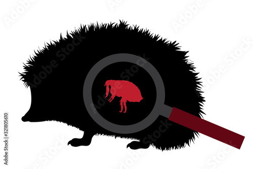 Vector silhouette of flea under magnifying glass sitting on hedgehog on white background. Symbol of insect who annoying animal.