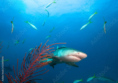 Scary Lemon shark fish face.