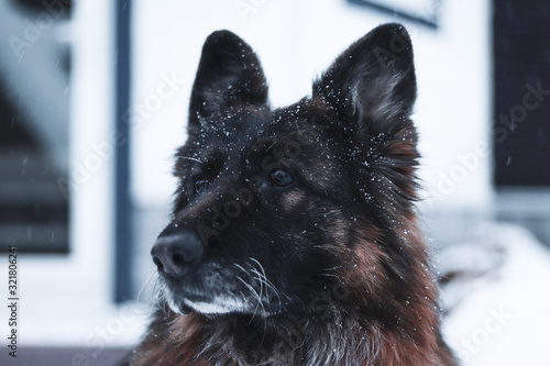 portrait of a dog