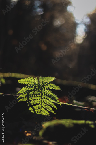 leaves of a tree