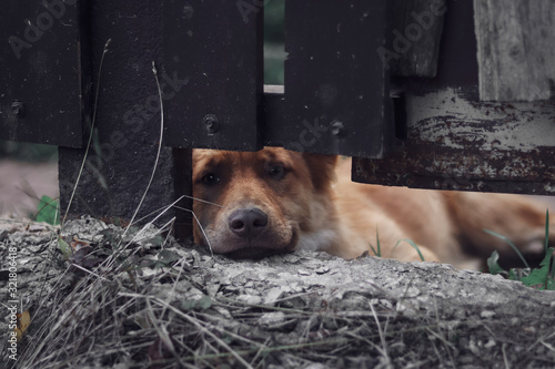 portrait of a cute dog