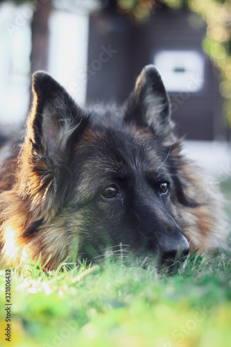 german shepherd on green grass