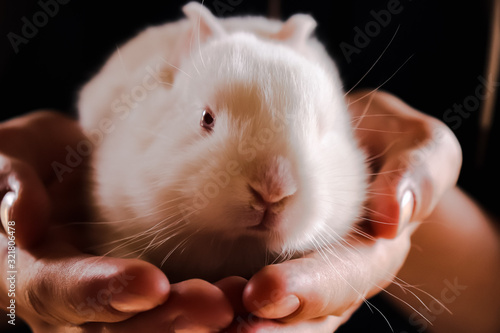 guinea pig in front of white background