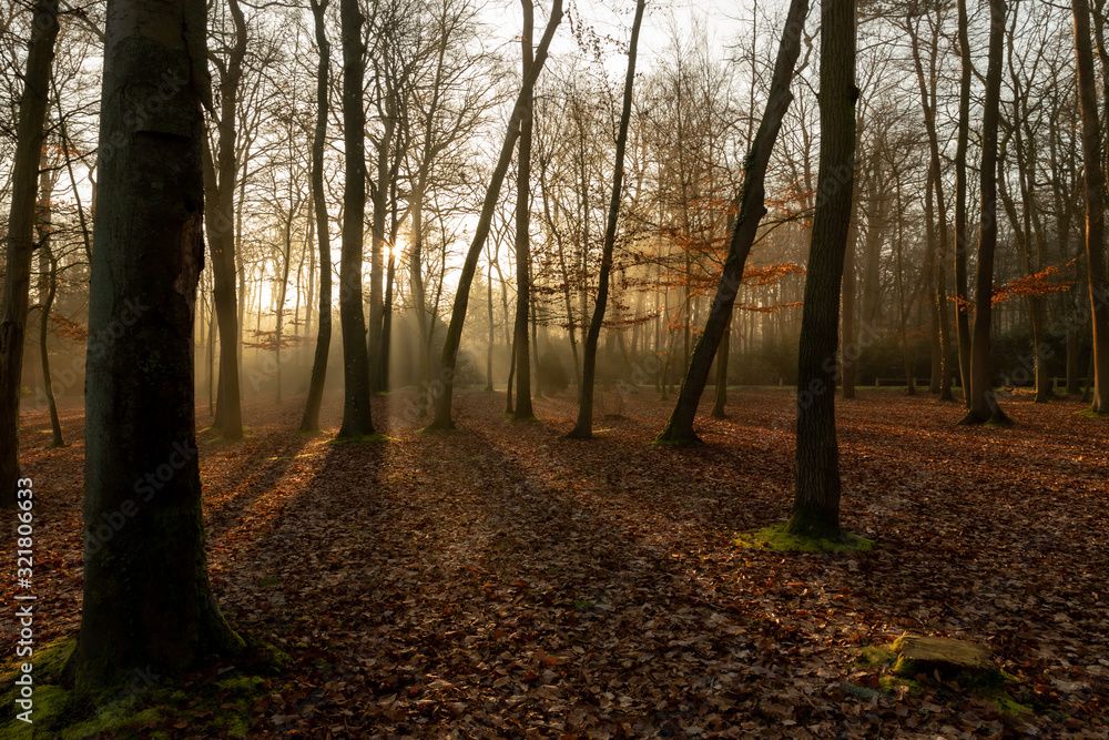 Obraz premium Sous bois d'hiver