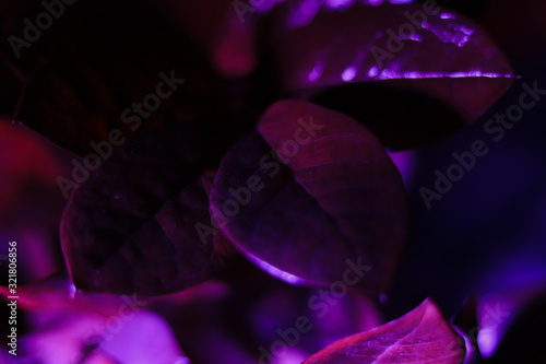 purple abstract background